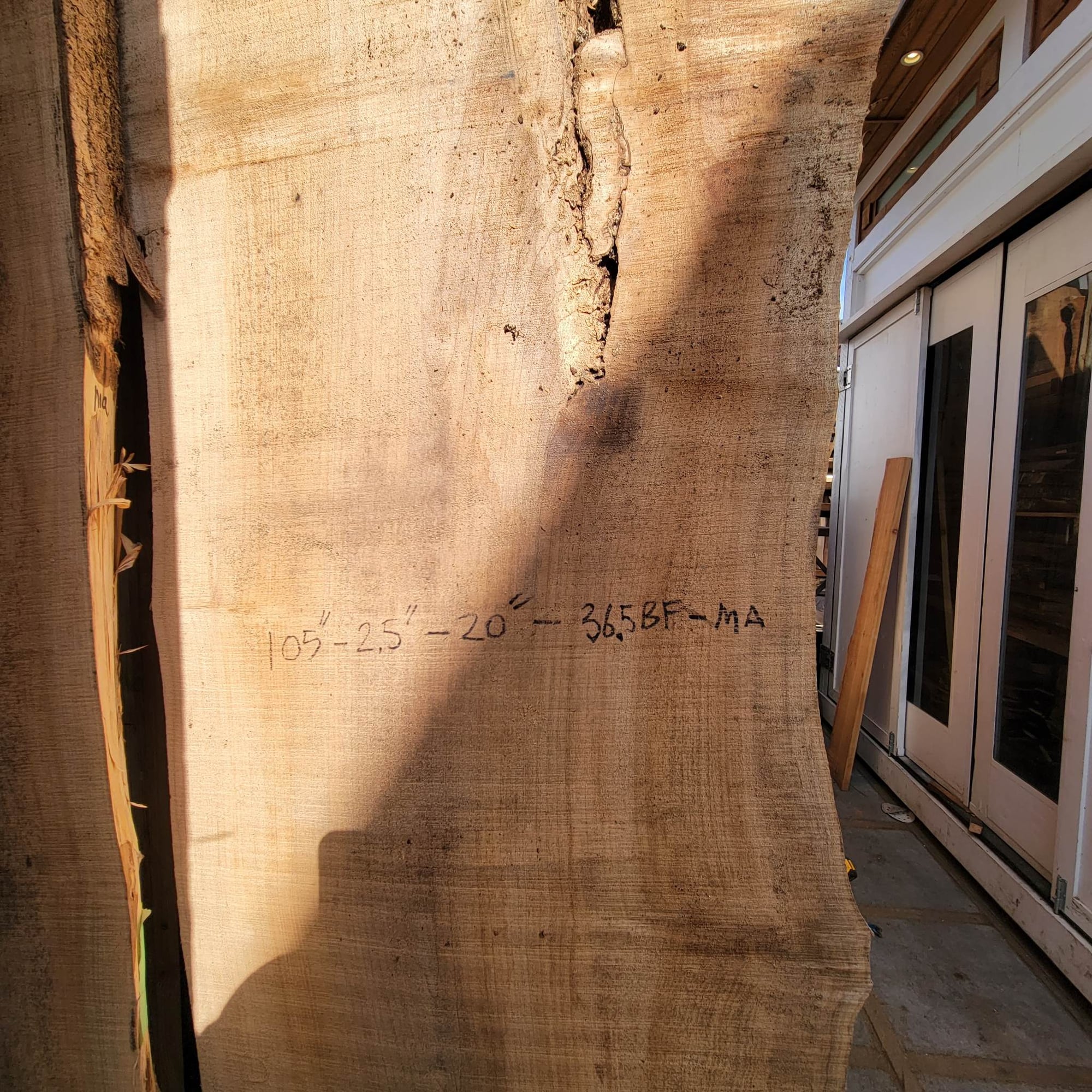 Big Leaf Maple
